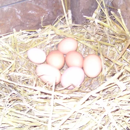 D'hotes De La Mousse 3* Saint Remy sur Orne