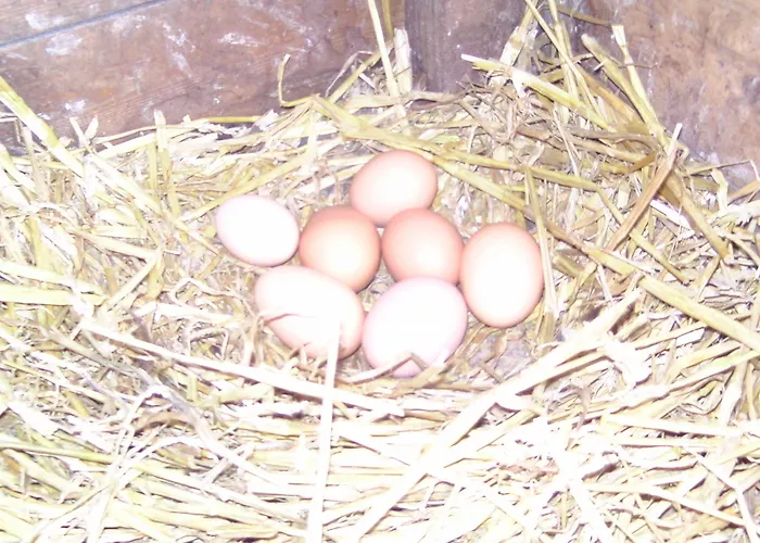 D'hotes De La Mousse 3* Saint Remy sur Orne